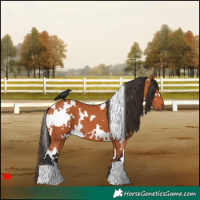 Horse Color:White Spotted Bay 
