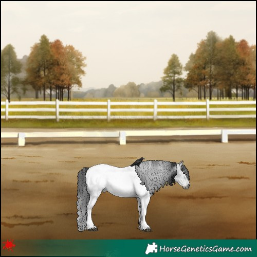 Horse Color:Gray White Spotted Blue Roan Appaloosa