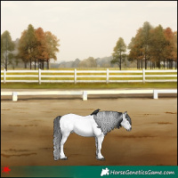 Horse Color:Gray White Spotted Blue Roan Snowcap 