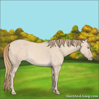 Horse Color:Perlino Dun 