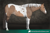 Horse Color:Bay Dun Tobiano Rabicano 