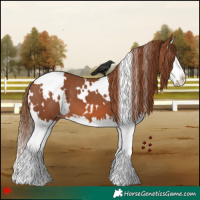 Horse Color:White Spotted Chestnut Splash Appaloosa 