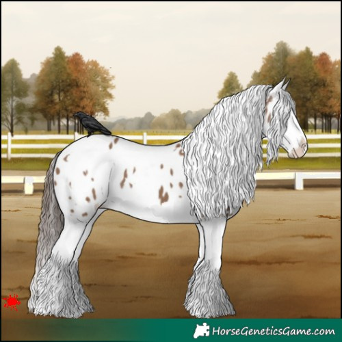Horse Color:White Spotted Liver Red Dun Splash Appaloosa 