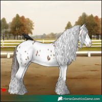 Horse Color:White Spotted Liver Red Dun Splash Appaloosa