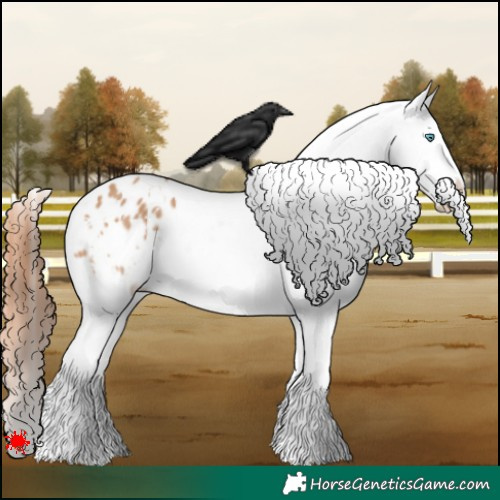 Horse Color:White Spotted Bay Dun Splash Blanket
