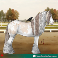 Horse Color:White Spotted Bay Dun Splash Appaloosa 