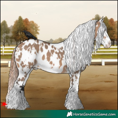 Horse Color:White Spotted Bay Dun Near Leopard 