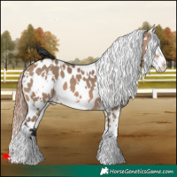 Horse Color:White Spotted Bay Dun Appaloosa 