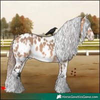 Horse Color:White Spotted Bay Dun Appaloosa 