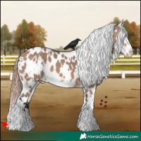 Horse Color:White Spotted Bay Dun Appaloosa 