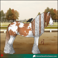 Horse Color:White Spotted Chestnut Splash