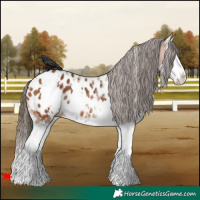 Horse Color:White Spotted Bay Splash Blanket 