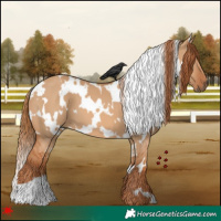 Horse Color:White Spotted Red Dun 