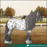 Horse Color:White Spotted Blue Roan Appaloosa 