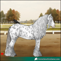 Horse Color:White Spotted Blue Roan Appaloosa 