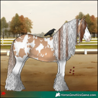 Horse Color:White Spotted Red Dun Splash 