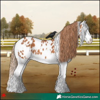 Horse Color:White Spotted Chestnut Splash Appaloosa 