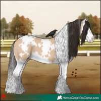 Horse Color:White Spotted Bay Dun Splash 
