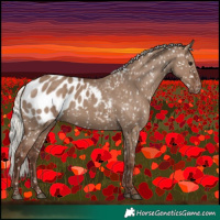 Horse Color:Silver Grullo Appaloosa 