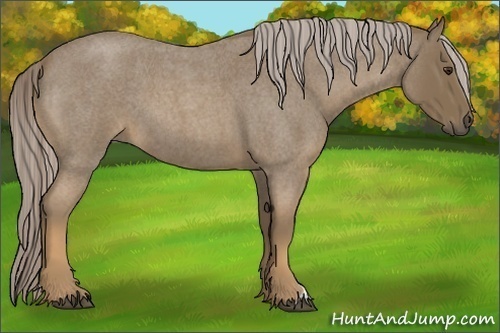 Horse Color:Chocolate Palomino Roan 