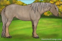 Horse Color:Chocolate Palomino Roan