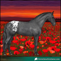 Horse Color:Black Appaloosa 