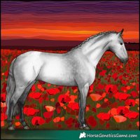 Horse Color:Gray Black Appaloosa 