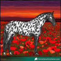 Horse Color:Black Near Leopard 