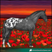 Horse Color:Black Appaloosa 