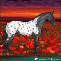 Horse Color:Blue Roan Appaloosa 