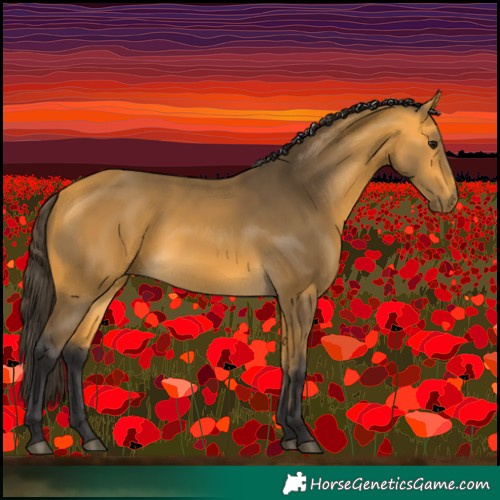 Horse Color:Buckskin 