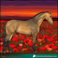 Horse Color:Buckskin 