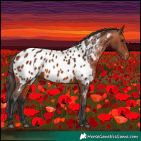 Horse Color:Bay Appaloosa