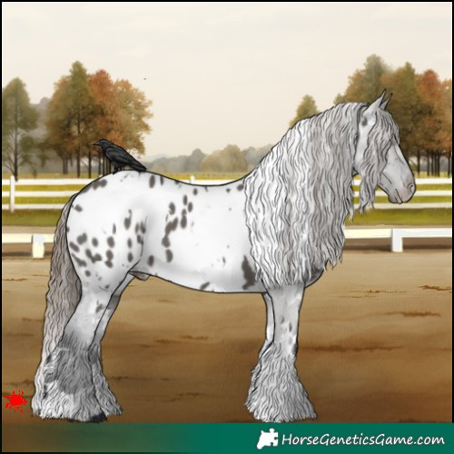 Horse Color:White Spotted Grullo Near Leopard 