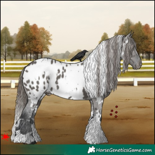 Horse Color:White Spotted Grullo Appaloosa 