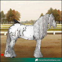 Horse Color:White Spotted Grullo Appaloosa 