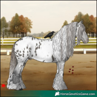 Horse Color:White Spotted Grullo Appaloosa 