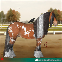 Horse Color:White Spotted Bay 