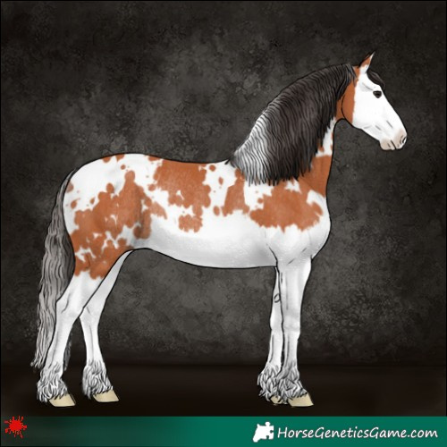 Horse Color:White Spotted Bay Splash Rabicano 