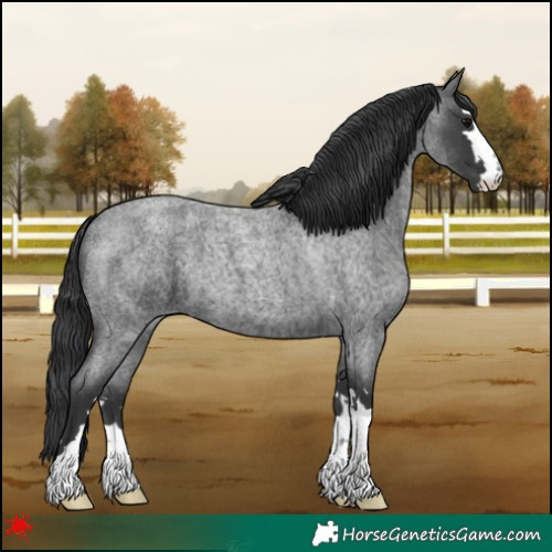 Horse Color:Blue Roan 