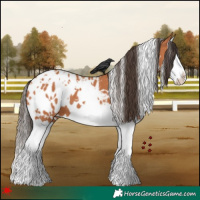 Horse Color:White Spotted Bay Splash Appaloosa 