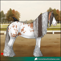 Horse Color:White Spotted Bay Splash Appaloosa 