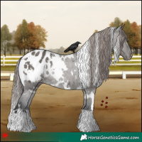 Horse Color:White Spotted Grullo Appaloosa Rabicano