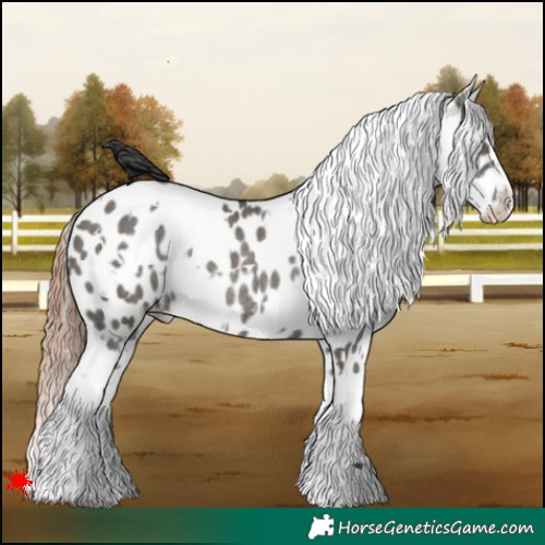 Horse Color:White Spotted Grullo Appaloosa Rabicano 