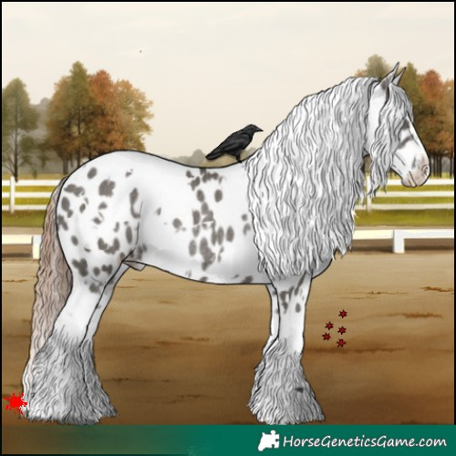 Horse Color:White Spotted Grullo Appaloosa Rabicano 