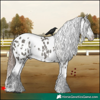 Horse Color:White Spotted Grullo Appaloosa Rabicano