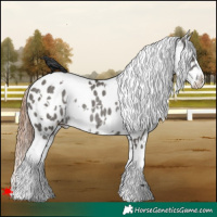 Horse Color:White Spotted Grullo Appaloosa Rabicano