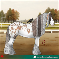 Horse Color:White Spotted Brown Dun Splash Appaloosa 