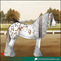 Horse Color:White Spotted Brown Dun Splash Appaloosa 