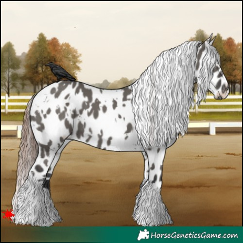 Horse Color:White Spotted Grullo Appaloosa 